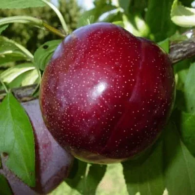 ШАРАФУГА в Астрахани