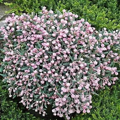 Андромеда БЛЮ АЙС многолистная  Андромеда БЛЮ АЙС многолистная в Астрахани