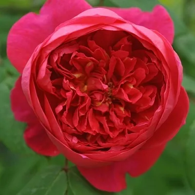 Саженцы роз БЕНДЖАМИН БРИТТЕН шраб  Саженцы роз БЕНДЖАМИН БРИТТЕН шраб в Астрахани