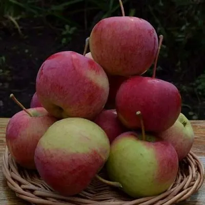 Яблоня РОДНИКОВАЯ  Яблоня РОДНИКОВАЯ в Астрахани