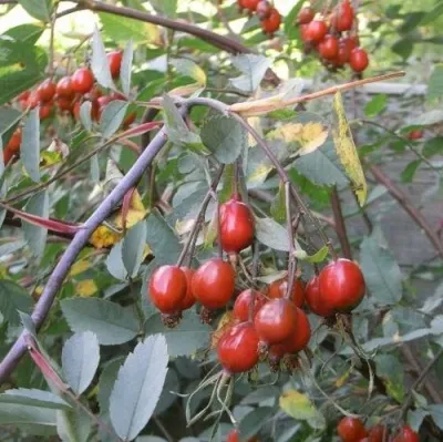 Саженцы роз сизая в Астрахани