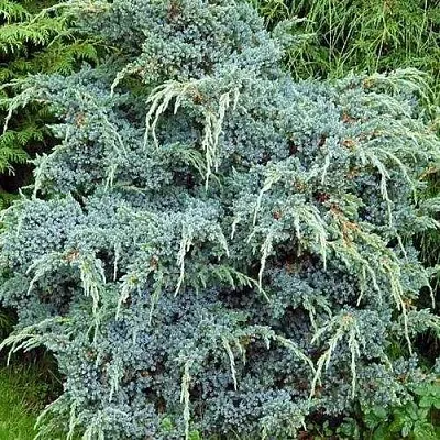 Можжевельник БЛЮ АЛЬПС китайский  Можжевельник БЛЮ АЛЬПС китайский в Астрахани