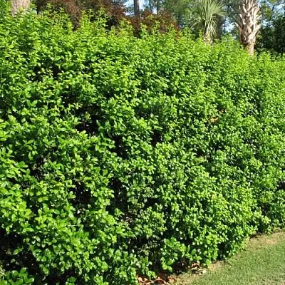 Живая изгородь в Астрахани