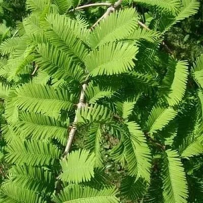 Метасеквойя  ГЛИПТОСТРОБОИДНАЯ   Метасеквойя  ГЛИПТОСТРОБОИДНАЯ  в Астрахани