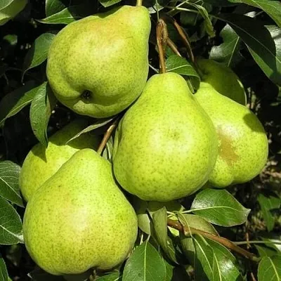 Груша АВГУСТОВСКАЯ РОСА в Астрахани