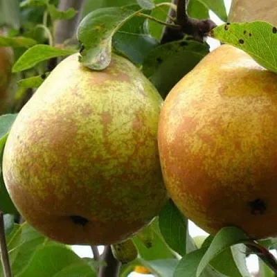 Груша БЕЛОРУСКА в Астрахани