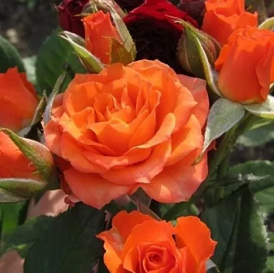 Саженцы роз АЛЕГРИЯ спрей  Саженцы роз АЛЕГРИЯ спрей в Астрахани