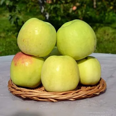 Яблоня БИРСКОЕ ГРУШЕВОЕ (БИЧИК)  Яблоня БИРСКОЕ ГРУШЕВОЕ (БИЧИК) в Астрахани