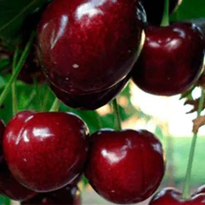 Черешня ВАСИЛИСА  Черешня ВАСИЛИСА в Астрахани