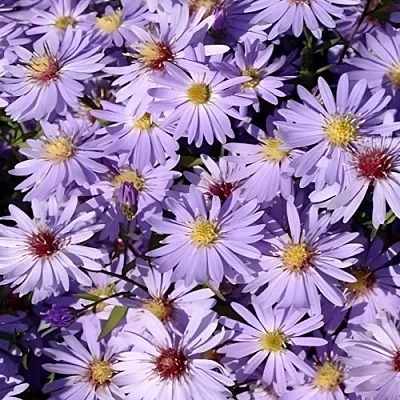 Астра БЛЮ ХЕВЕН сердцелистная  Астра БЛЮ ХЕВЕН сердцелистная в Астрахани