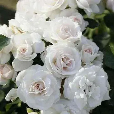 Саженцы роз АСПИРИН флорибунда  Саженцы роз АСПИРИН флорибунда в Астрахани