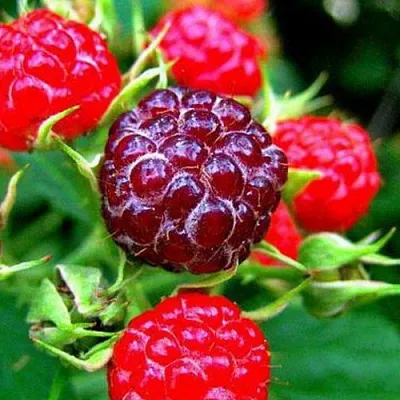 Княженика в Астрахани