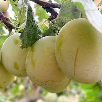 Слива УТРО в Астрахани