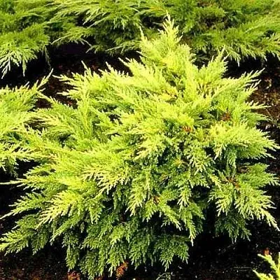 Можжевельник МОРДИГАН ГОЛД средний  Можжевельник МОРДИГАН ГОЛД средний в Астрахани