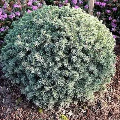 Ель ЭХИНИФОРМИС сизая  Ель ЭХИНИФОРМИС сизая в Астрахани