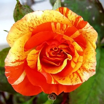 Саженцы роз АПЕЛЬСИН И ЛИМОН флорибунда  Саженцы роз АПЕЛЬСИН И ЛИМОН флорибунда в Астрахани