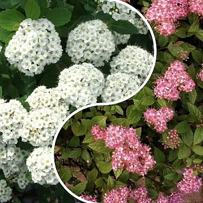 Комплект ТАЛАНТЛИВЫЙ САДОВОД в Астрахани