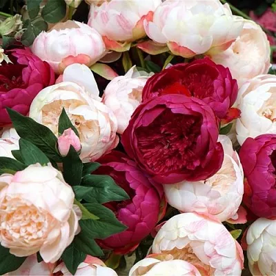 Пионы в Астрахани