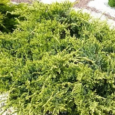 Можжевельник ГОЛД СТАР средний  Можжевельник ГОЛД СТАР средний в Астрахани