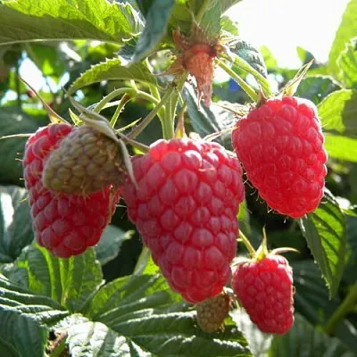 Саженцы малины Жар-птица