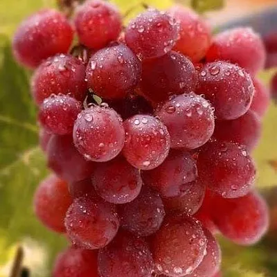 Ранние сорта  Ранние сорта в Астрахани