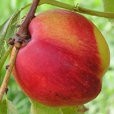 Нектарин СТАРК РЕД ГОЛД  Нектарин СТАРК РЕД ГОЛД в Астрахани