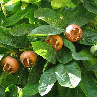 Экзотические растения в Астрахани