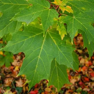 Клен сахарный  Клен сахарный в Астрахани