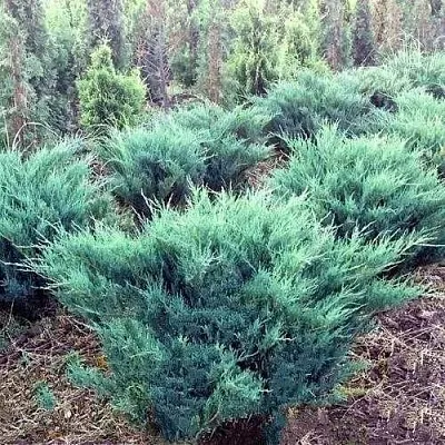 Можжевельник БЛЮ ДАНУБ казацкий  Можжевельник БЛЮ ДАНУБ казацкий в Астрахани