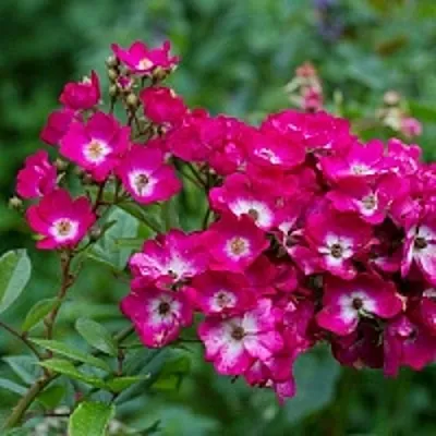 Саженцы роз МАРДЖОРИ ФЕЙР полиантовая  Саженцы роз МАРДЖОРИ ФЕЙР полиантовая в Астрахани