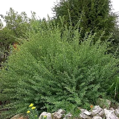 Ива НАНА  пурпурная   Ива НАНА  пурпурная  в Астрахани