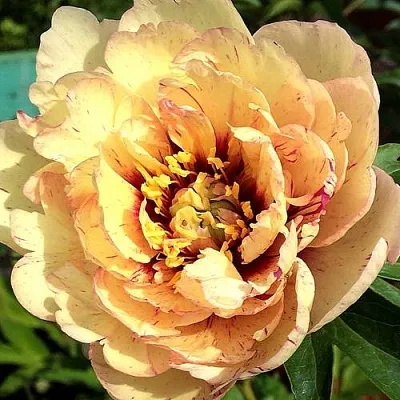 Пионы ИТО-гибриды в Астрахани