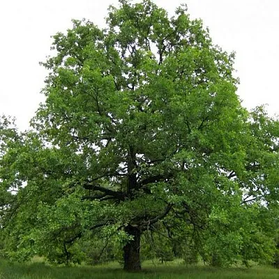 Дуб черешчатый   Дуб черешчатый  в Астрахани