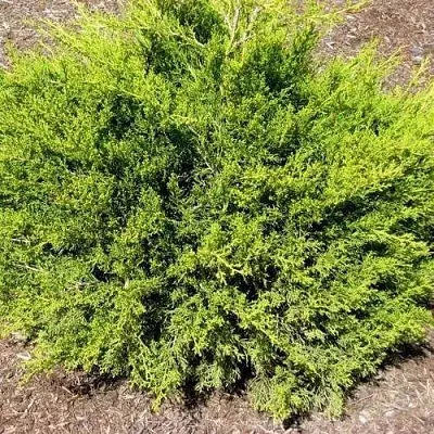 Можжевельник ИЗАБЕЛИН китайский  Можжевельник ИЗАБЕЛИН китайский в Астрахани