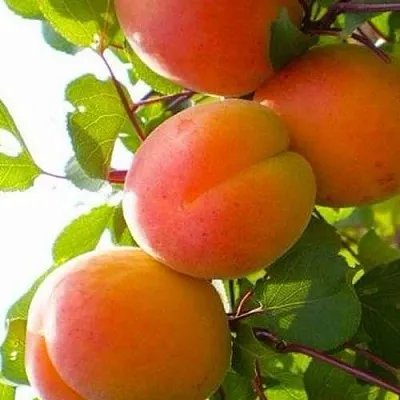 Абрикос КРЫМСКИЙ АМУР в Астрахани