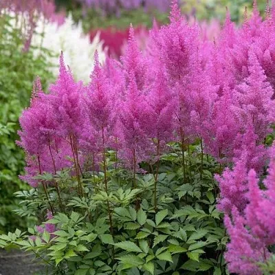 Астильба АМЕТИСТ Арендса  Астильба АМЕТИСТ Арендса в Астрахани