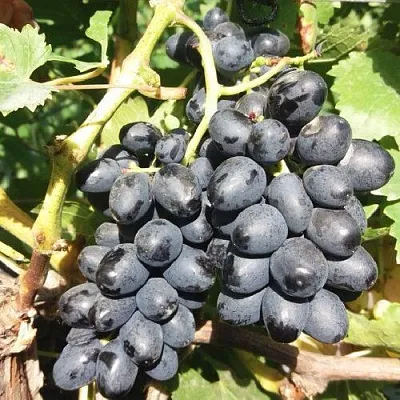 Виноград КИШМИШ АТТИКА  Виноград КИШМИШ АТТИКА в Астрахани