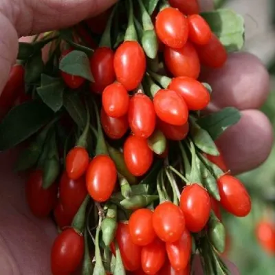 Годжи КОРЕАН БИГ — описание сорта Годжи КОРЕАН БИГ в Астрахани