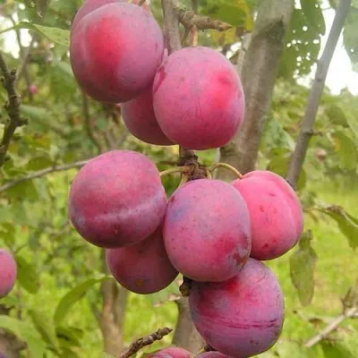 Слива ЭДИНБУРГСКАЯ в Астрахани