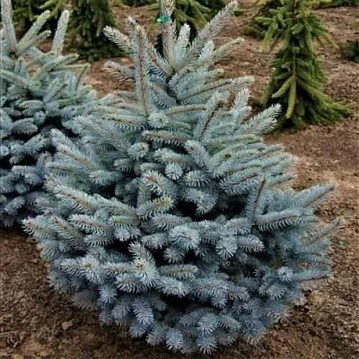 Ель МИСТИ БЛЮ голубая  Ель МИСТИ БЛЮ голубая в Астрахани