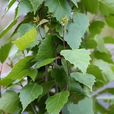 Береза ФАСТИГИАТА повислая   Береза ФАСТИГИАТА повислая  в Астрахани
