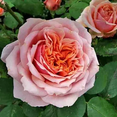 Саженцы роз ПОЛЬ БОКЮЗ шраб  Саженцы роз ПОЛЬ БОКЮЗ шраб в Астрахани