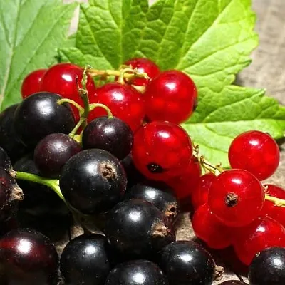 Смородина  в Астрахани