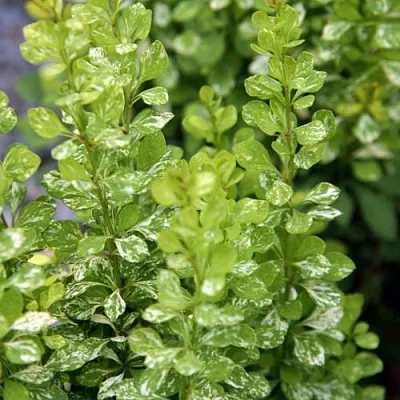 Барбарис ПАУ ВАУ тунберга в Астрахани