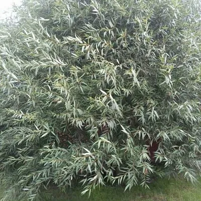 Ива СЕРЕБРИСТАЯ  Ива СЕРЕБРИСТАЯ в Астрахани