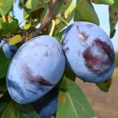 саженцы сливы саженцы сливы