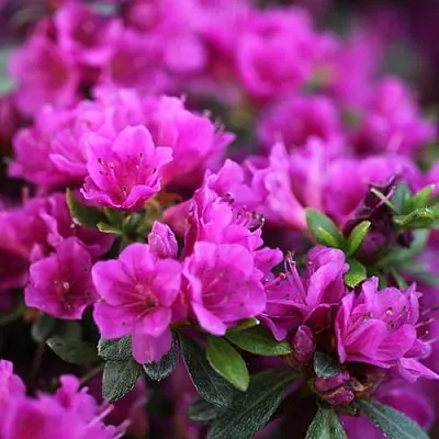 Азалия ХИРОКА японская  Азалия ХИРОКА японская в Астрахани