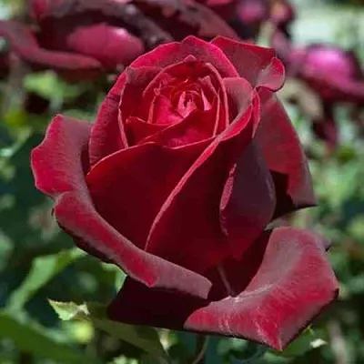 Саженцы роз ПАПА МЕЙЯН чайно-гибридная в Астрахани