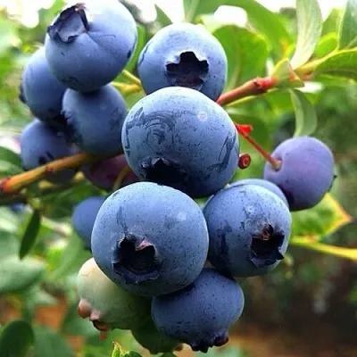 Голубика ДЮК в Астрахани