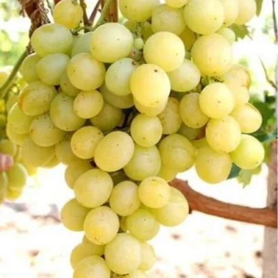 Виноград ТАЛИСМАН в Астрахани